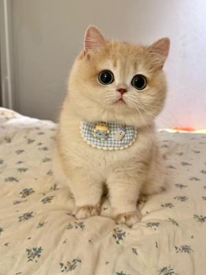 いとう みう