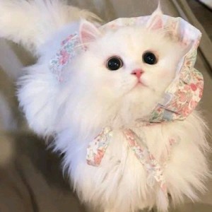 うさぎ